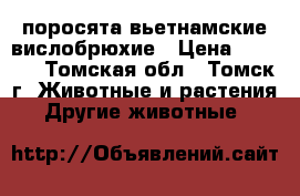 поросята вьетнамские вислобрюхие › Цена ­ 3 000 - Томская обл., Томск г. Животные и растения » Другие животные   